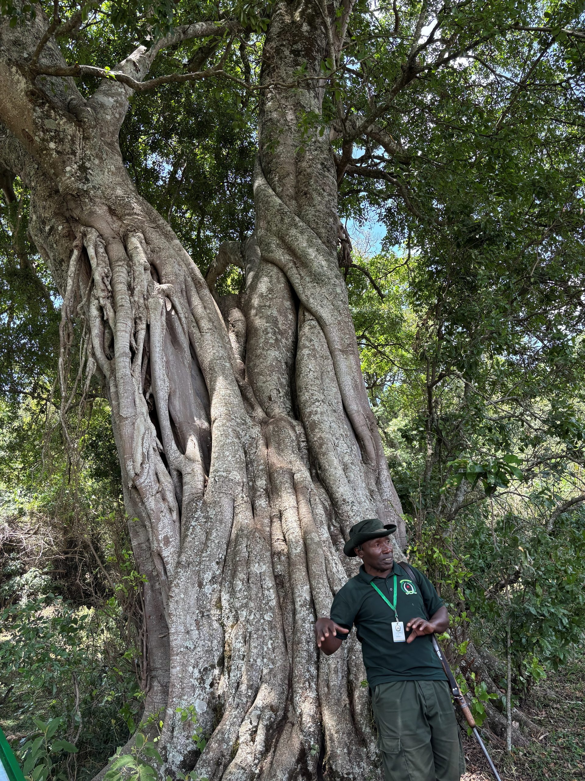 Park ranger at the base of the enormous King Charles III fig tree
